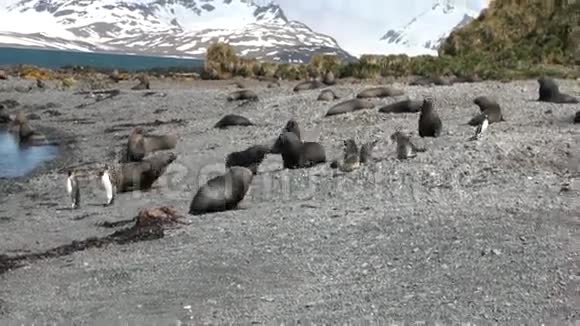 海豹在南极洲福克兰群岛的海岸线上奔跑和玩耍视频的预览图