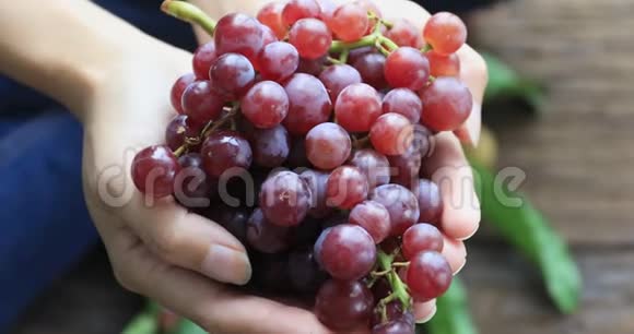 手里拿着一堆自己在红葡萄葡萄园里收获的红葡萄有机食品和精品葡萄酒手工制作视频的预览图