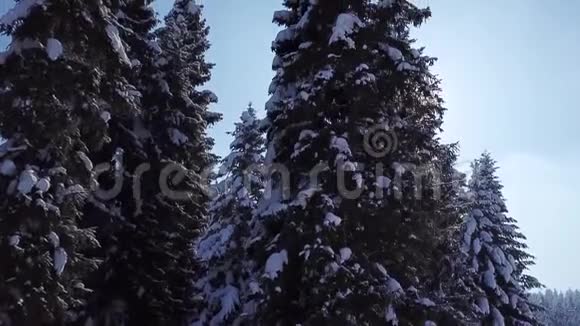 松树被雪覆盖了从上面看空中景观视频的预览图