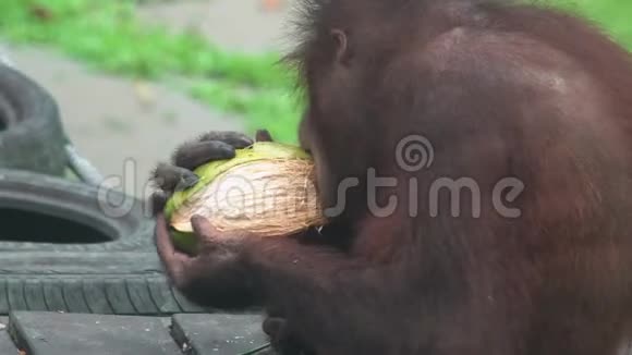 猩猩PongopygmaeusPeeling椰子濒危野生动物视频的预览图