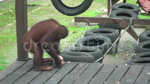 猩猩PongopygmaeusPeeling椰子濒危野生动物视频的预览图