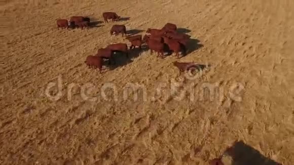 奶牛凝视着南非的草田视频的预览图