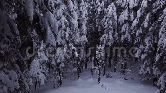 松树是白雪覆盖的射击空中景观视频的预览图
