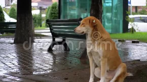 无家可归的红狗正坐在雨中的城市街道上背景是过往的汽车和人们视频的预览图