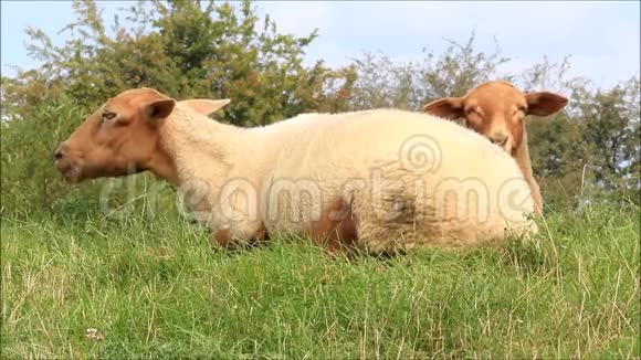 两只棕色的羊躺在草地上翻视频的预览图