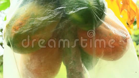农民收获木瓜果实视频的预览图