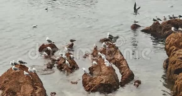 白天4千只海鸥栖息在海滩上飞越海洋和海滩视频的预览图