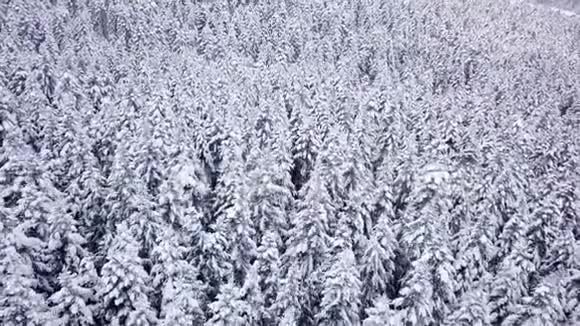 松树是用复印机覆盖着雪的射击从上面看空中景观视频的预览图
