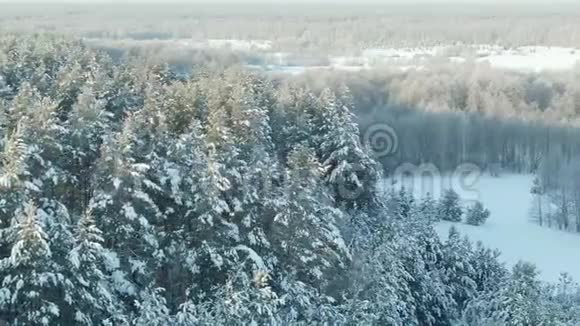 鸟瞰冬林雪树枝中看冬林冬季景观森林树木覆盖视频的预览图