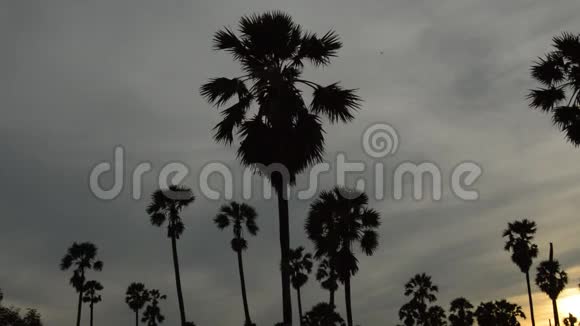 稻田落日的天空中盘踞着一棵树影的棕榈树视频的预览图