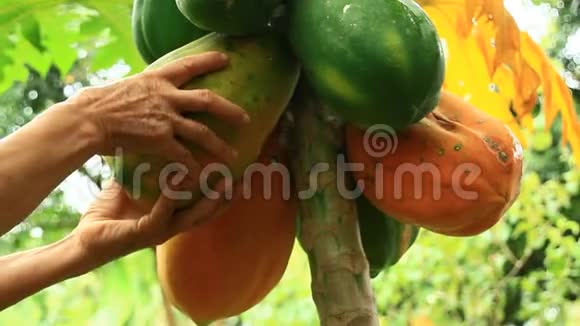 农民收获木瓜果实视频的预览图