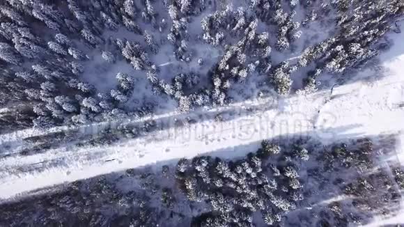 松树是用复印机覆盖着雪的射击从上面看空中景观视频的预览图