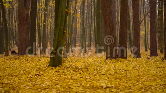 秋天的森林地毯地上有黄叶秋天的背景有落叶视频的预览图