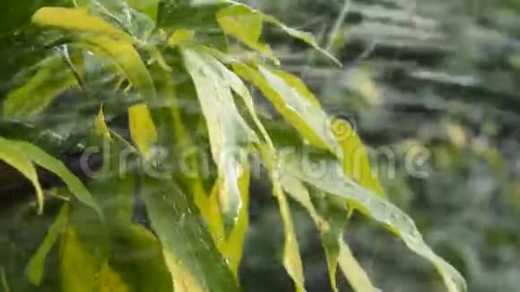 傍晚在农场浇水的芒果叶视频的预览图