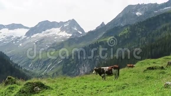 有草地谷仓和溪流的齐勒塔尔山谷景观位于蒂罗尔州奥地利的舍纳奇塔尔山谷视频的预览图