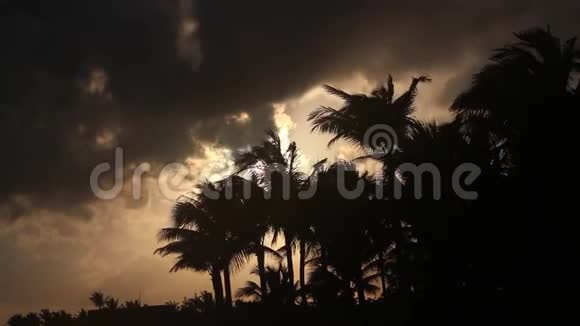 风吹着海滩上的棕榈树视频的预览图
