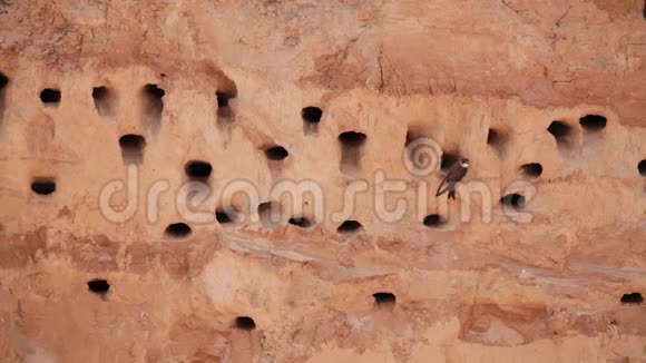 白俄罗斯欧洲沙马丁积极繁殖殖民地附近的洞穴在沙河海岸RipariaRiparia是一种移栖动物视频的预览图