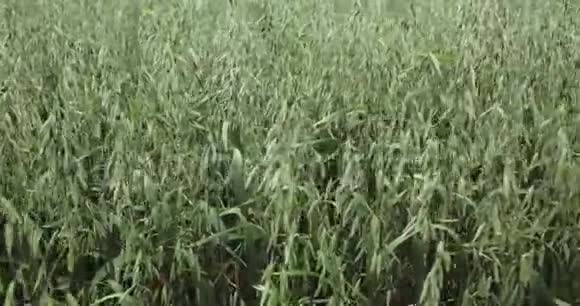燕麦金广泛种植的谷物细枝末节牲畜饲料健康饮食食品视频的预览图