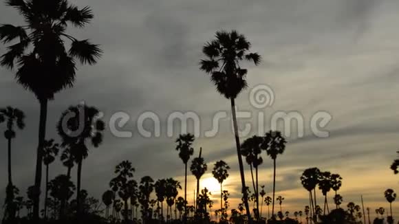 稻田落日的天空中盘踞着一棵树影的棕榈树视频的预览图