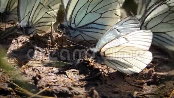 地上的白蝶视频的预览图