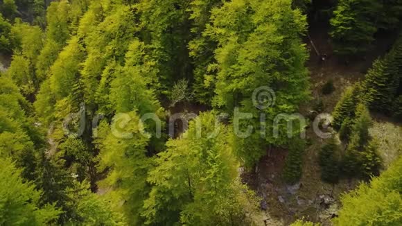 奥地利高山森林鸟群视频的预览图
