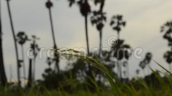 风吹过的稻田视频的预览图