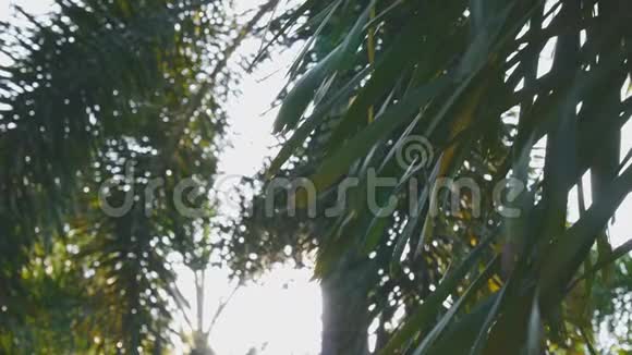 树叶和树木的运动和阳光拍摄自然片段剪辑视频的预览图