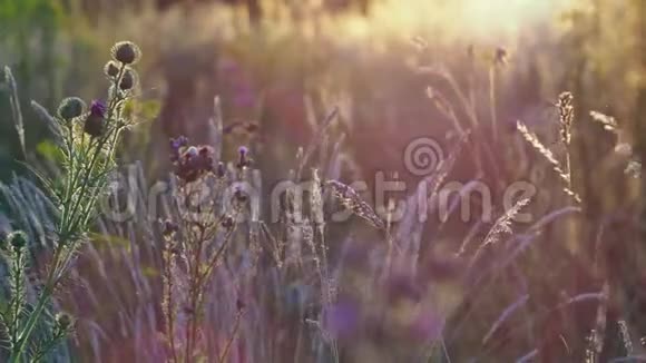 日落时的野草甸阳光下的耀斑视频的预览图