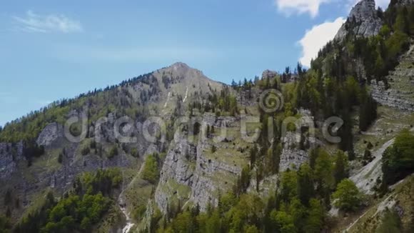 奥地利高山森林鸟群视频的预览图