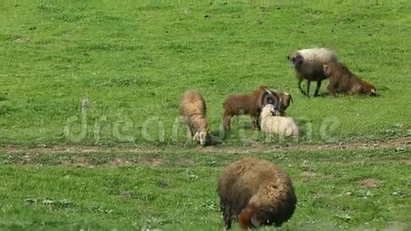 成群的羊在吃草视频的预览图
