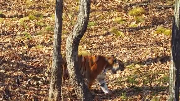 秋日俄罗斯普里莫斯基野生动物园里阿穆尔虎在四处走动视频的预览图