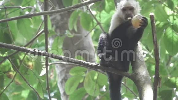 白脸猴子吃超级慢动作视频的预览图