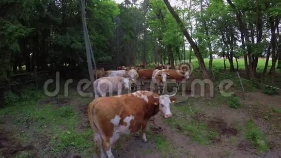 典型的匈牙利奶牛反刍动物视频的预览图