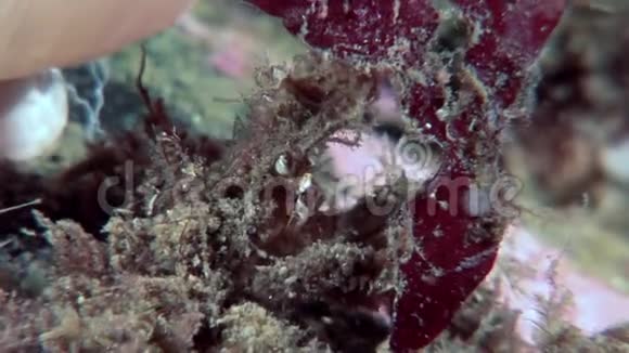 蟹黄面具伪装在水下寻找食物在白海海底视频的预览图