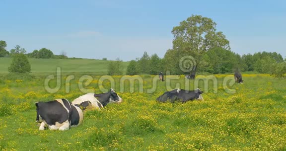 奶牛在草地上休息奶牛和幼母牛在夏季牧场的草地上静静地放松视频的预览图
