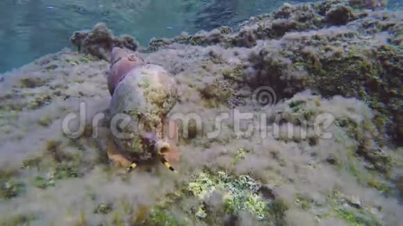 时间流逝Triton蜗牛在水下视频的预览图