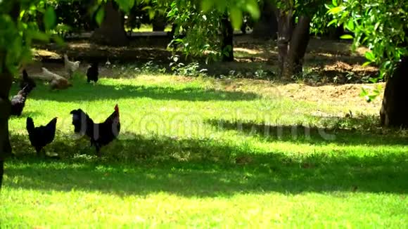 公鸡带着鸡在绿色草地上行走视频的预览图