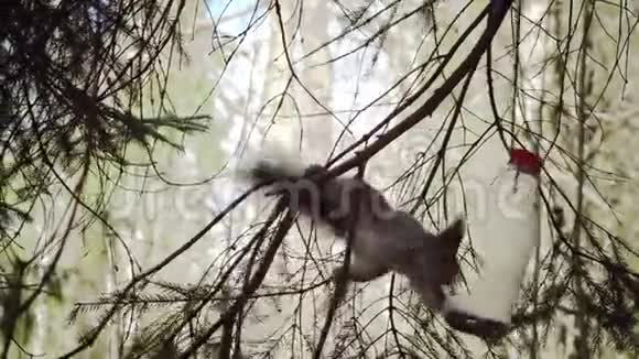 木头里的松鼠吃塑料瓶做成的食槽视频的预览图