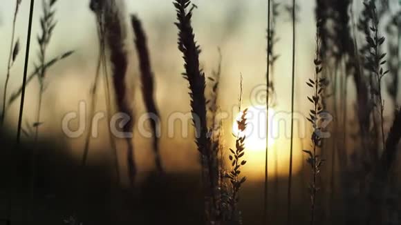 日落时草地剪影特写和模糊的背景视频的预览图
