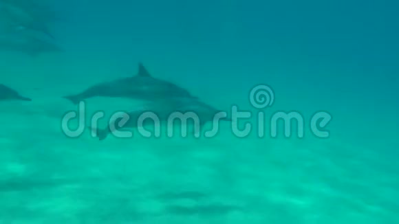 马库阿谷到处可见海豚宠物视频的预览图
