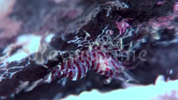 虎玻璃虾掩映在白海海底寻找食物视频的预览图