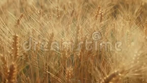 黄田准备收割小麦日落时分从镜框的背光中看到美丽的亮点视频的预览图