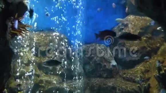 明亮的热带鱼在纯净的水里游泳视频的预览图