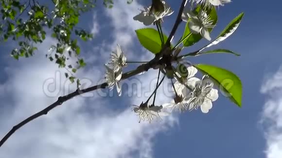 花树天樱花枝蓝天背景视频镜头静态摄像机视频的预览图