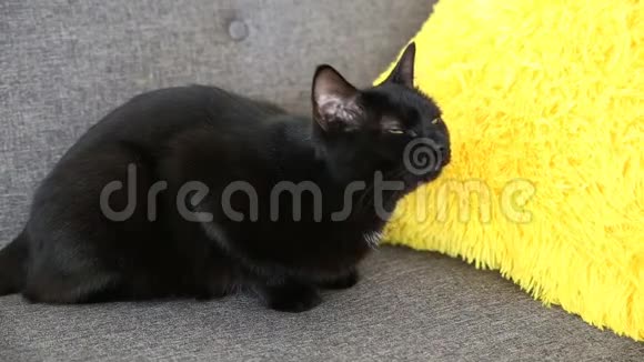 家养宠物的生活黑猫在灰色沙发上的客厅里休息视频的预览图