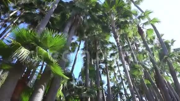 丛林公园树下的景色视频的预览图