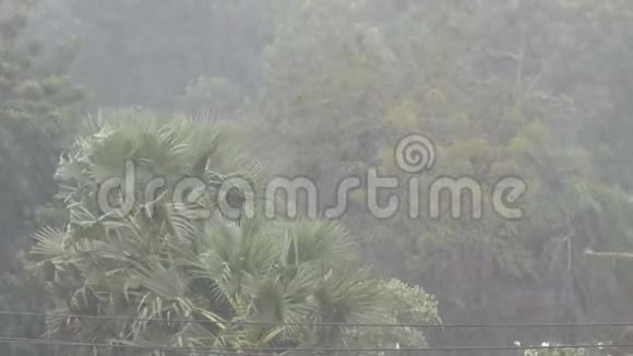 极强的热带雨淋墙棕榈树和树在雨中视频的预览图