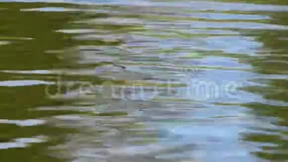 绿色的波纹在水面上流淌视频的预览图