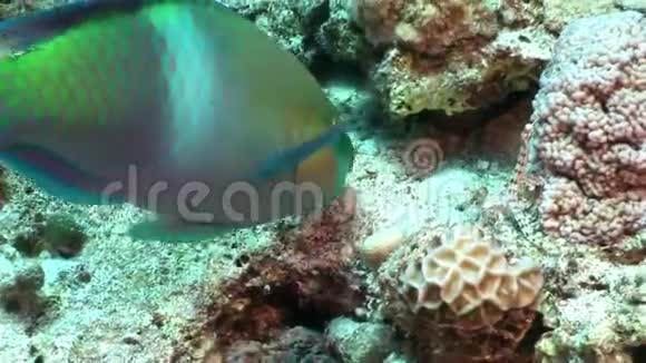生锈的鹦鹉鱼金丝猴在红海的水下吃珊瑚视频的预览图