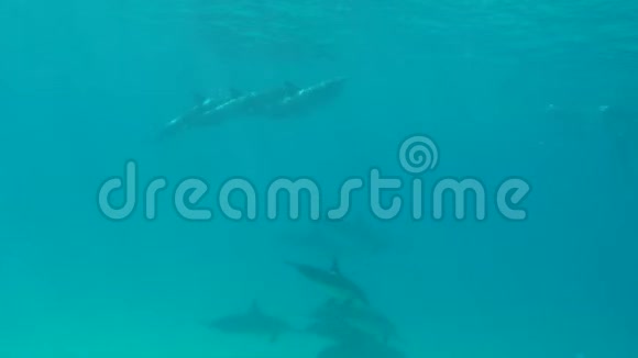 在马瓜河谷随处可见海豚宠物游泳视频的预览图
